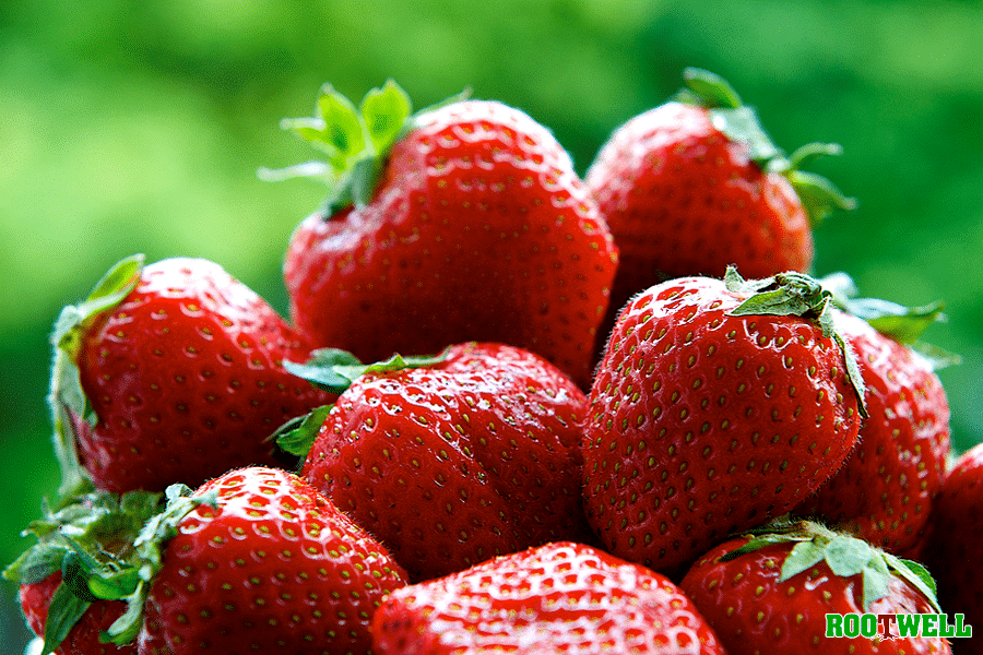 How to Grow Tasty Strawberries in a Pot in 5 Steps