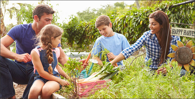 Parents teach kids gardening