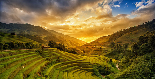 Rice fields terrace gardening at Mu Cang Chai, Yen Bai, Vietnam.