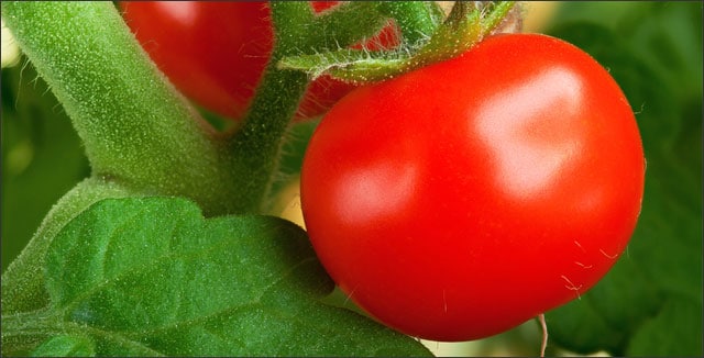 Terrific tomatoes