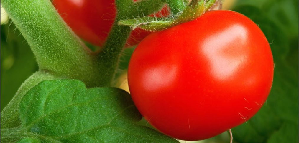 Grow Terrific Tomatoes