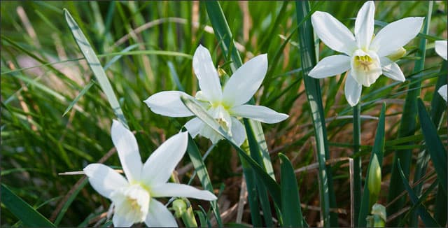 Thalia daffodils from spring flowering bulbs