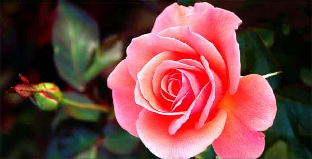 Rose depicting how to protect roses in winter