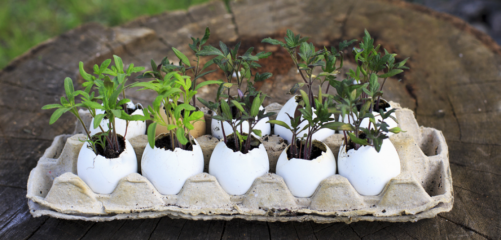 Cost-Effective Gardening Tips & Tricks - Tomato seedlings in egg shells