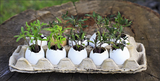 Cost-Effective Gardening Tips & Tricks - Tomato seedlings in egg shells