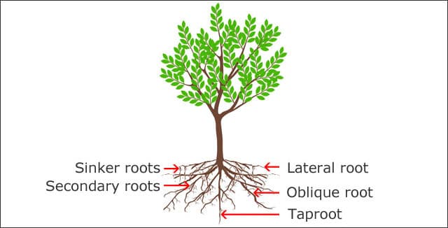 Anatomy of tree roots