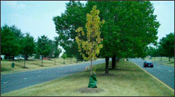 Tree with tree water bags on median