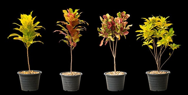 10 Trees to grow indoors