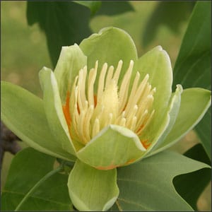 Tulip poplar tree