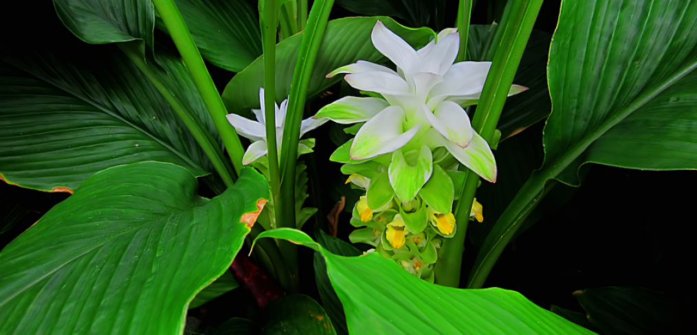 Flowering turmeric plant