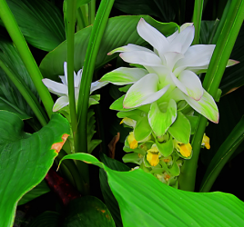 Flowering turmeric plant
