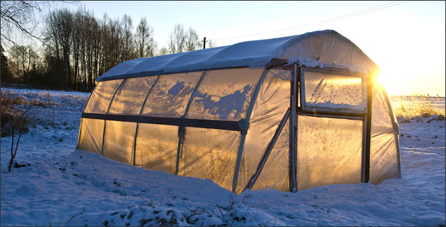 Plastic greenhouse for vegetable gardening year-round