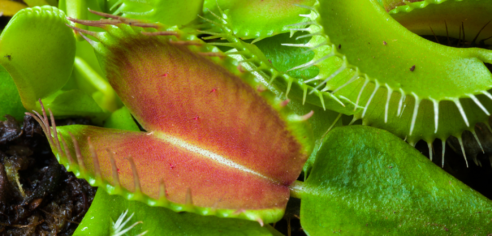 Venus flytrap