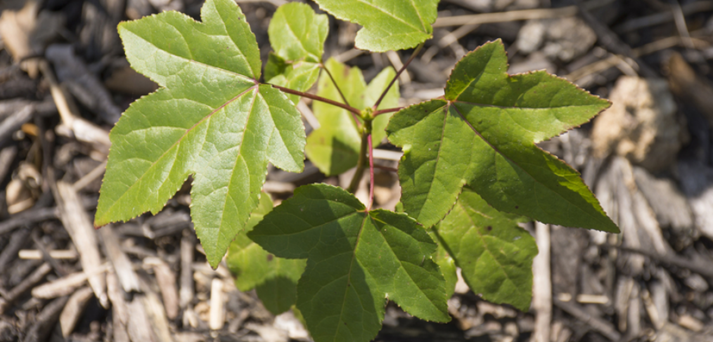 Norway maple - weed trees