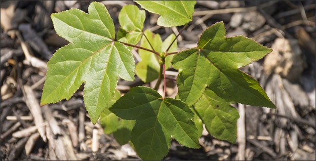 Norway maple - weed trees