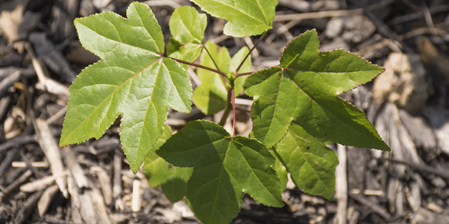 Weed Trees How To Identify And Get Rid Of Them Gardening Tips
