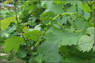 White mulberry - weed tree