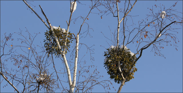 Wild mistletoe growing in trees