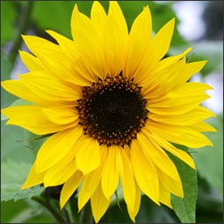Yellow sunflower